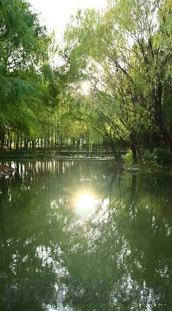 芒果大象回家视频-芒果、大象与回家的奇迹，一则温馨视频的背后故事